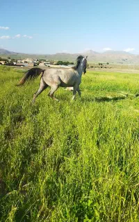 اسب