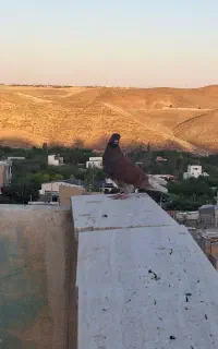 کبوتر سرور سرخ