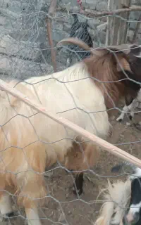 بز نر برای قربانی