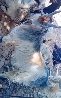 تیشتر نر