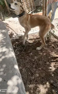 سک اصیل وبانژاد