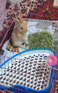 خرگوش