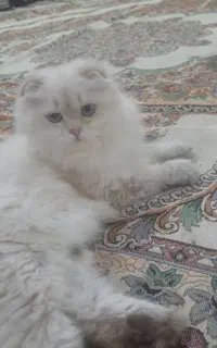 طوله گربه اسکاتیش