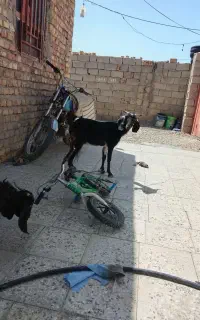 فروش فوری گوسفند آبستن