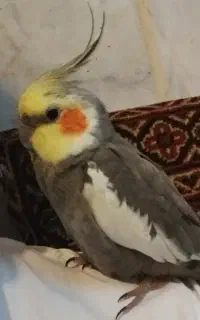 عروس هلندی گم شده زیباشهر