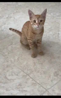 واگذاری گربه بازیگوش و پرانرژی