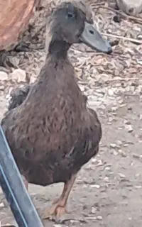 اردک معامله با مرغ