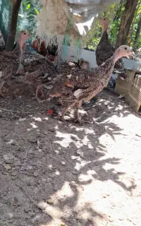 بوقلمون