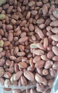 بادام زمینی اصل آستانه اشرفیه