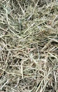 فروش یونجه چین اول