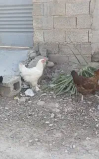 مرغ خروس محلی