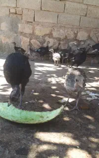 جوجه  بوقلمون