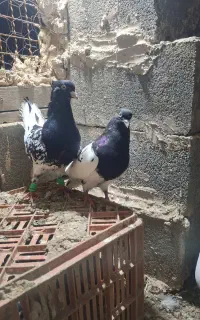 کبوتر کله ای .سینه.طوقی.ساده افشان.سار