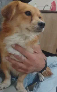 سگ گم شده
