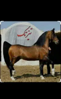 اسب
