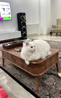 گربه بریتیش