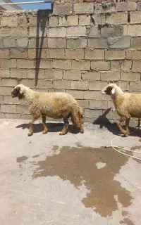 ۲عددشک ورن داشتی جنس