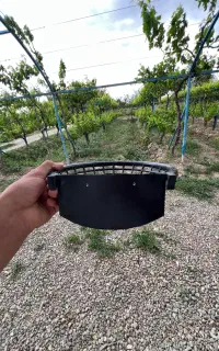 جا تخمی کبوتر