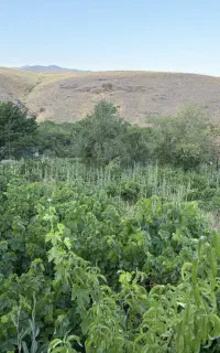 باغ شمس آباد