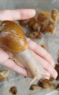 حلزون