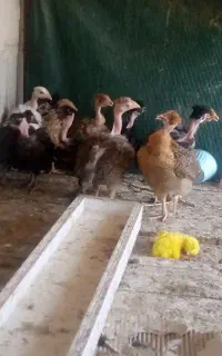 جوجه گردن لخت