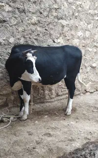 یک عدد گاو ابستن