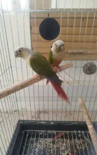 جفت گیرینچک