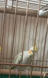 عروس هلندی سالم