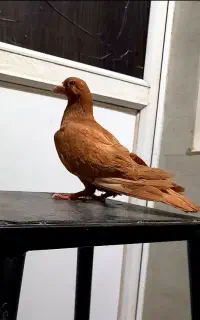 کبوتر نر زرد بی کاکول پرشی شرور همه چی تموم