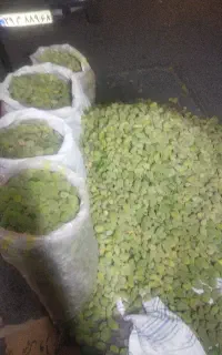 بادام دو پوسته تازه