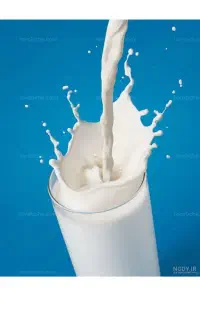 شیر تازه گاو محلی