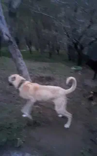 سگ سرابی ۹ماهگی