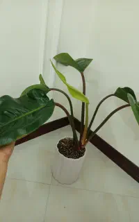 گل بلک برگ پهن