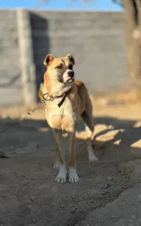 سگ نگهابان
