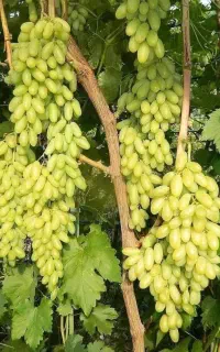 عـرض«ـه مستــقـ«یم نـهـال از خـزانـه.