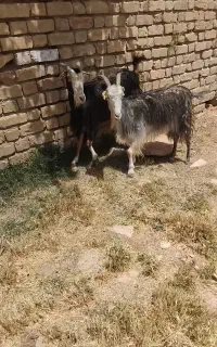 بز جوان شیردار