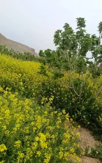 نیازمند کارگر گلخانه