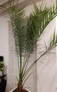 گل نخل اریکا ۲۰ساله