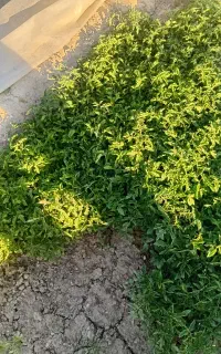 نشا گوجه بذر اصلاح شد