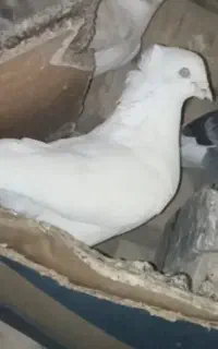 کفتر سفید اراکی مست مست