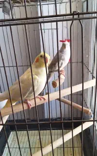 دو عروس هلندی به فروش میرسد