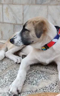 واگذاری سگ نر