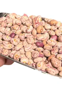 لوبیا چیتی