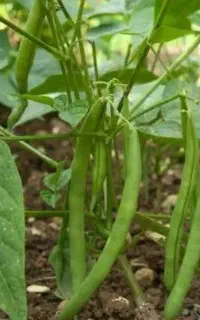 لوبیا سبز ریز شده مینودشت
