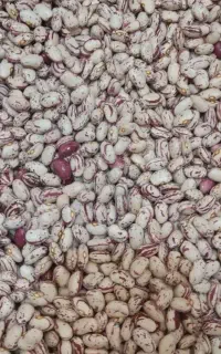 بذر لوبیا چیتی