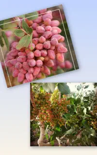 کارشناسی رایگان باغات و کشاورزی شما