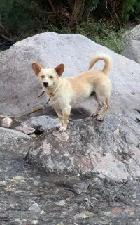 سگ گم شده