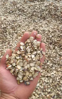 تخم هندوانه اجیلی درجه یک ۳۹۰