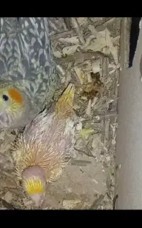 عروس هلندی ماده