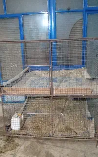 قفس مرغ و خروس